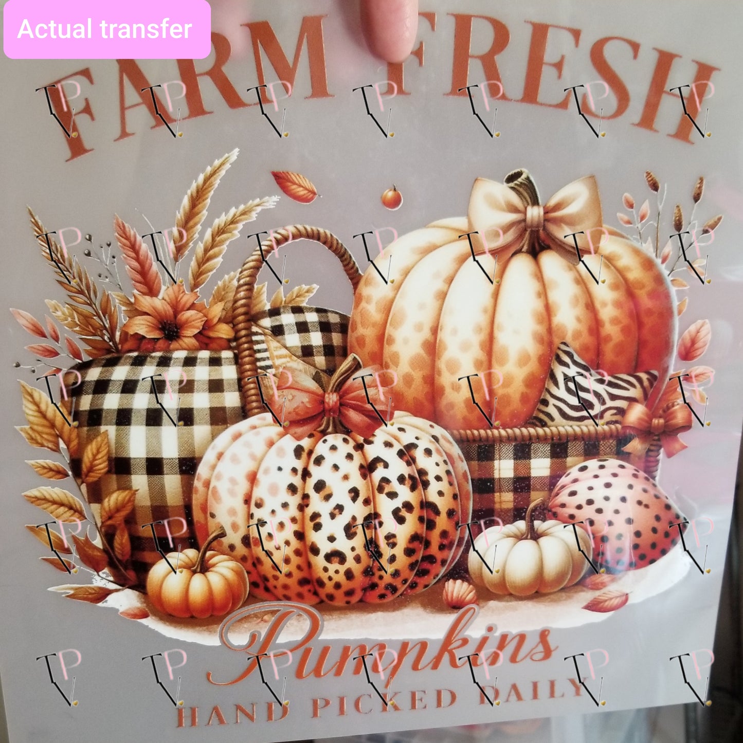 Farm Fresh Pumpkins Transfer